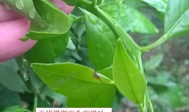 探讨柑橘炭疽病的病因及治疗方法（挖掘炭疽病背后的真相）