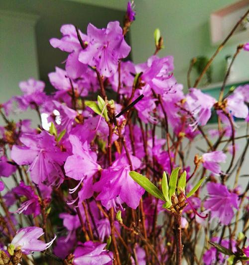 如何养护干花杜鹃以促进开花（打造美丽花园的必修课）