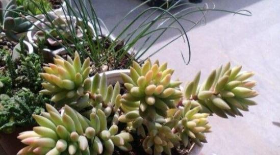 干树叶是优质肥料，家庭农场必备（用废弃的树叶制作肥料）
