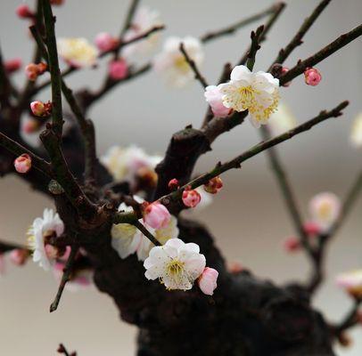 如何正确剪枝干枝梅——让你的梅花开得更美（干枝梅的剪枝时间和方法）