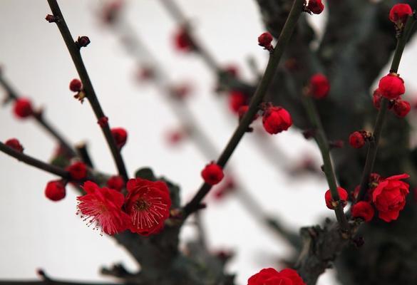 如何正确剪枝干枝梅——让你的梅花开得更美（干枝梅的剪枝时间和方法）