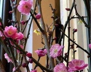 干枝梅开花的奇妙之旅（揭秘干枝梅花期）
