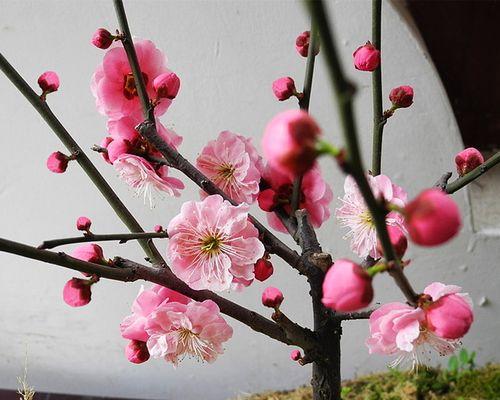 干枝梅开花的奇妙之旅（揭秘干枝梅花期）