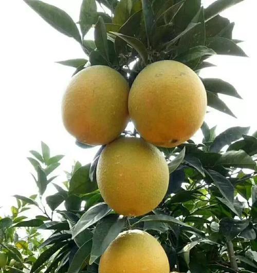 江西赣南脐橙成熟季节（探讨赣南脐橙成熟的时间）