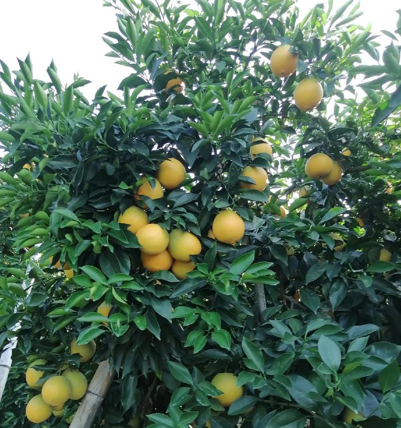 江西赣南脐橙成熟季节（探讨赣南脐橙成熟的时间）