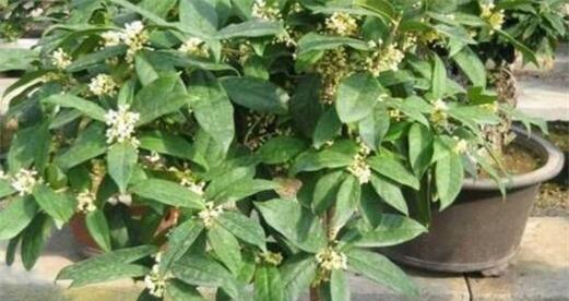 桂花树养护指南（让你的桂花开得更香）