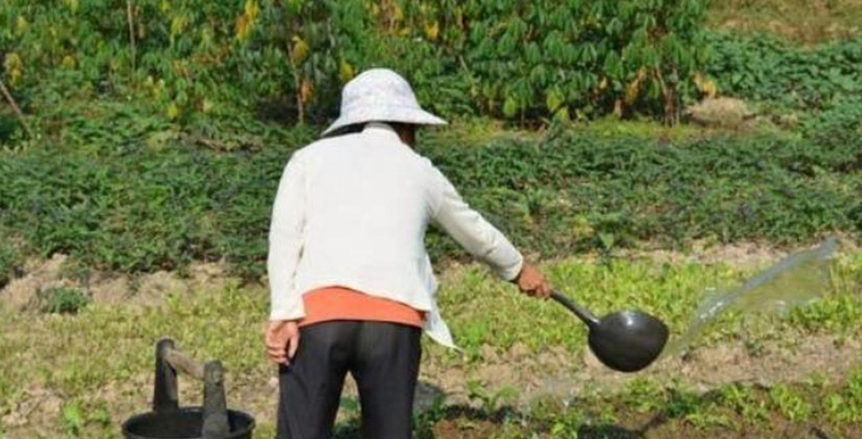 刚排出尿液可以浇菜吗（探讨尿液对植物生长的影响）