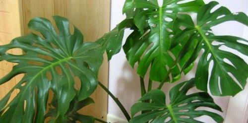 刚装修适合种什么植物（打造宜居绿色家园）