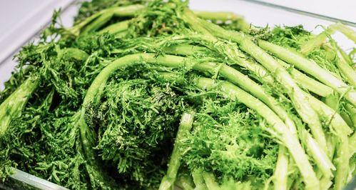 高菜和雪菜——同为腌菜，你知道它们的区别吗（区分高菜和雪菜的三个关键点）