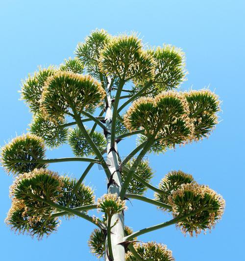 高大的树（探寻自然之美）