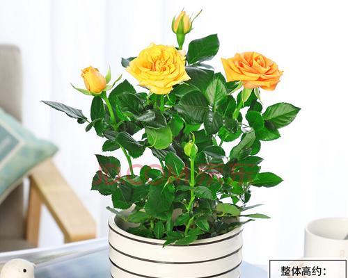 高大花盆适合种哪些花（探究高大花盆的特点和适合种植的花卉种类）