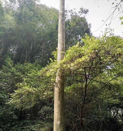 挺拔向天的大树（探索高大笔直树木的魅力）