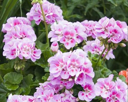 高档花卉的种类和养护（品味高贵生活）