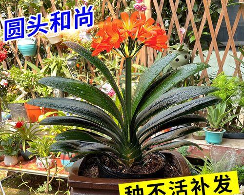 探秘高端花卉的世界（盘点高端花卉的品种）