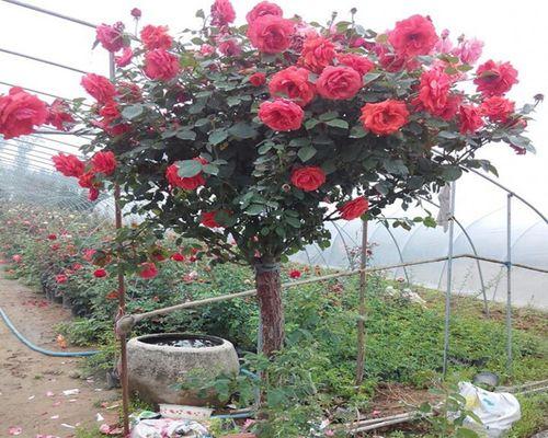 高杆花卉品种大揭秘（探秘高杆花卉的魅力和适合种植的场所）