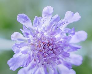 高加索蓝盆花（高加索蓝盆花的特点与栽培方法）