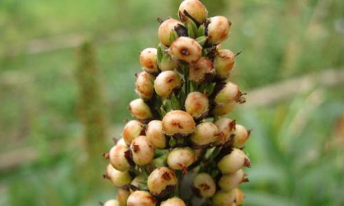 高梁——禾本科草本植物的代表