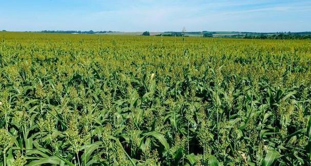 高粱病虫害防治技术与方法措施（打造健康高产的高粱种植）