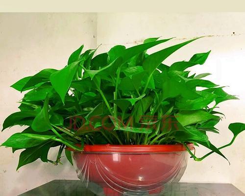 高盆花园的花草种植指南（以高盆为基础）