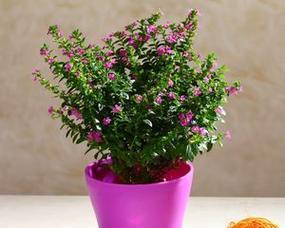 高盆花园的花草种植指南（以高盆为基础）