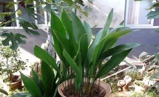高盆栽种植指南（打造花园里的绿色角落）