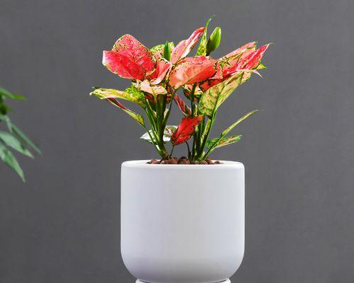 高盆栽种植指南（打造花园里的绿色角落）