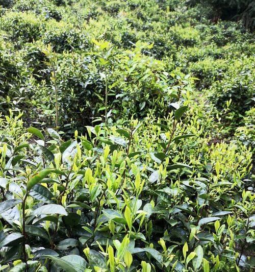 高山野茶，珍稀品质的绿茶（品尝鲜叶初探特色韵味）