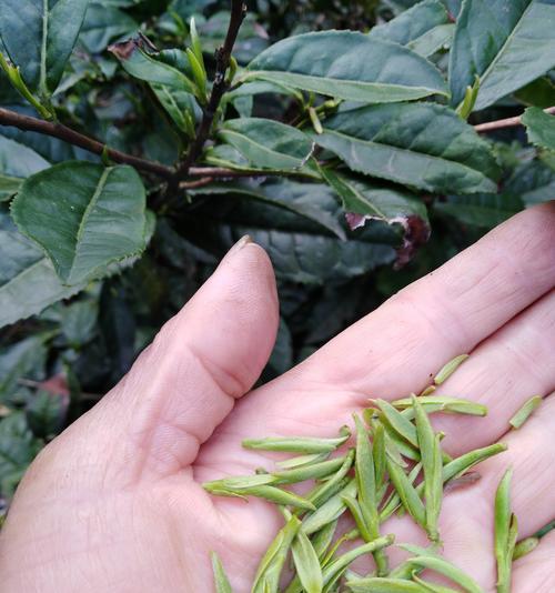 高山野茶，珍稀品质的绿茶（品尝鲜叶初探特色韵味）