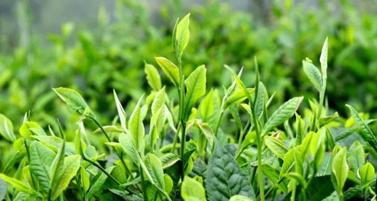 高山云雾茶——独具特色的乌龙茶（探秘高山云雾茶的品质与传统魅力）