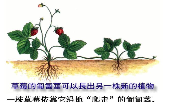 鸽子蛋上盆法（鸽子蛋的养殖技巧及上盆步骤）