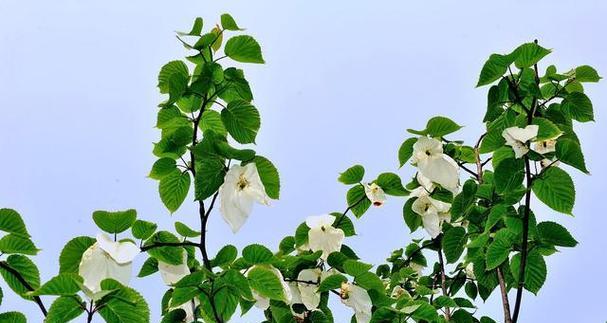 探秘鸽子树，神奇植物的奥秘（科学家发现鸽子树的惊人之处）