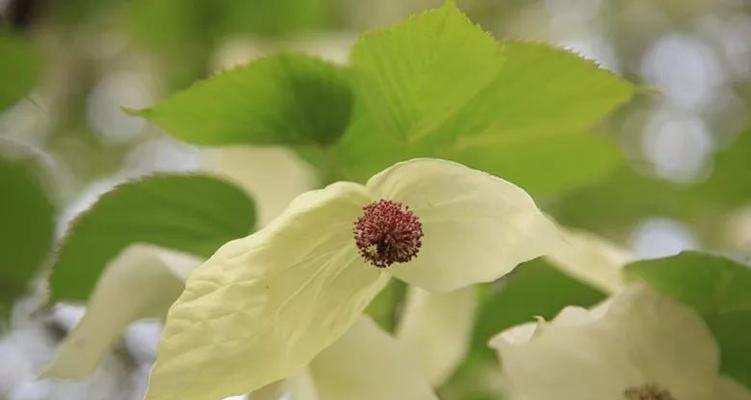 探秘鸽子树，神奇植物的奥秘（科学家发现鸽子树的惊人之处）