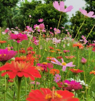 格桑花的花语和寓意（探寻心中的圣花）
