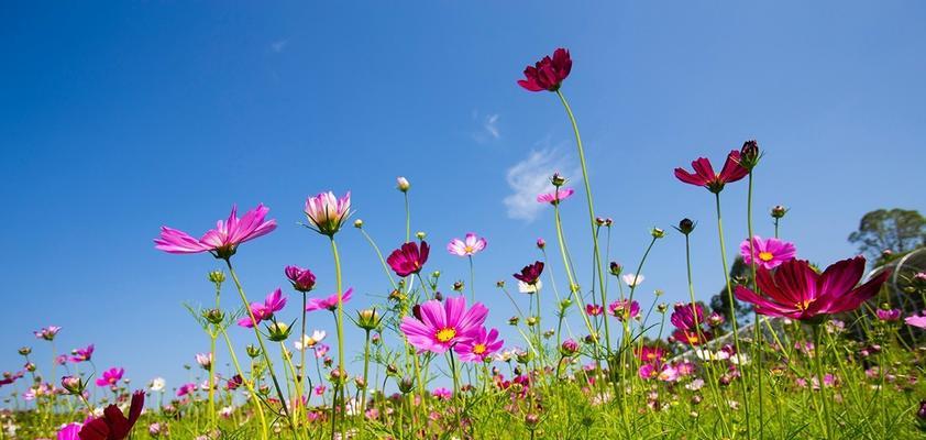 格桑花的花语和寓意（探寻心中的圣花）