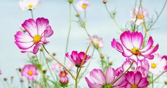 格桑花的花期与特点（揭秘格桑花冬天开花的奥秘）