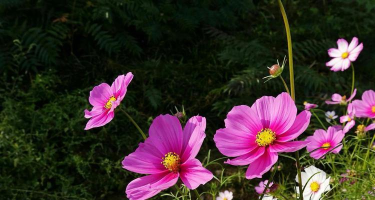 格桑花的花期与特点（揭秘格桑花冬天开花的奥秘）
