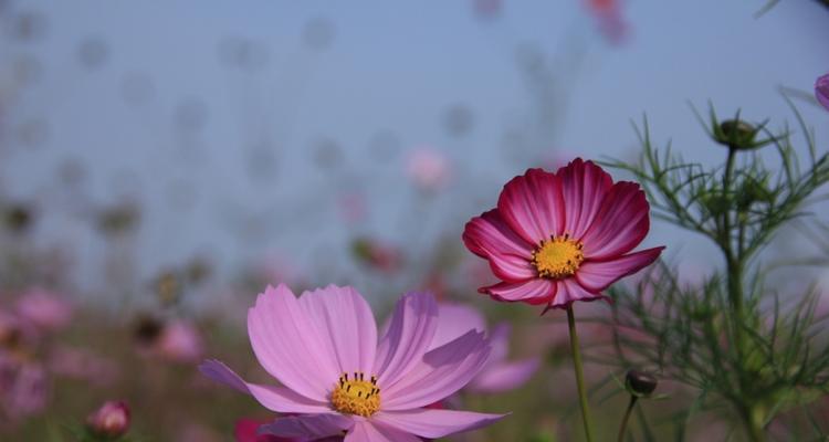格桑花花期及开花规律（揭秘格桑花的开花奥秘）