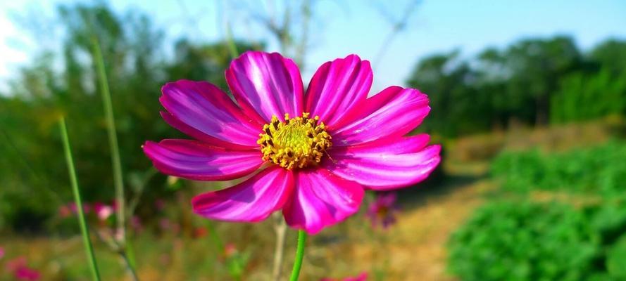 格桑花养护秘籍（每周一次）
