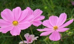 格桑花养护秘籍（每周一次）