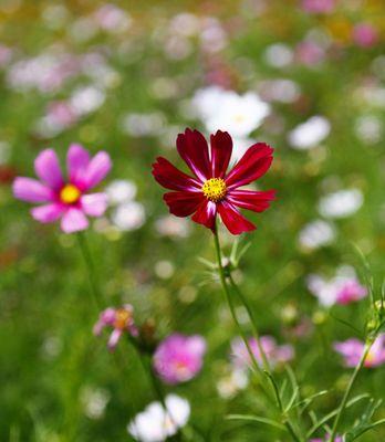 格桑花的生长环境条件与特点（探秘格桑花生长的地理位置）