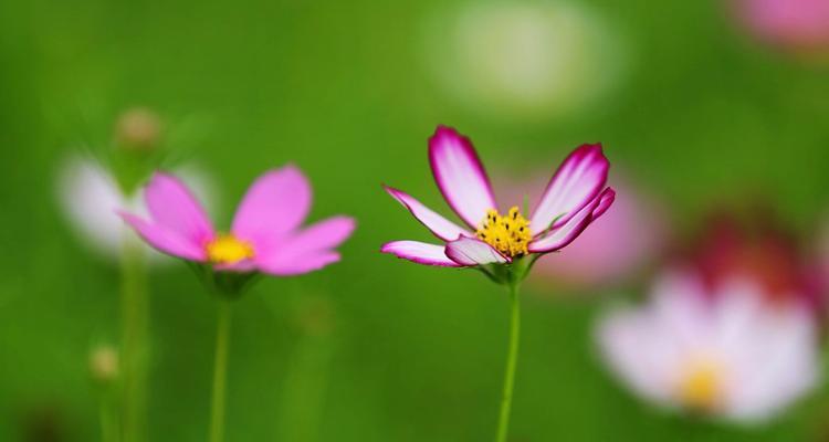 探究格桑花的生长条件和分布范围，了解藏区的美丽（探究格桑花的生长条件和分布范围）