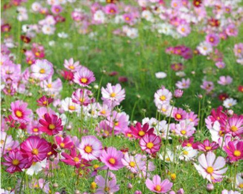 格桑花开花期是否四季连续（揭开格桑花神秘面纱）
