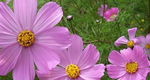 格桑花开花期是否四季连续（揭开格桑花神秘面纱）