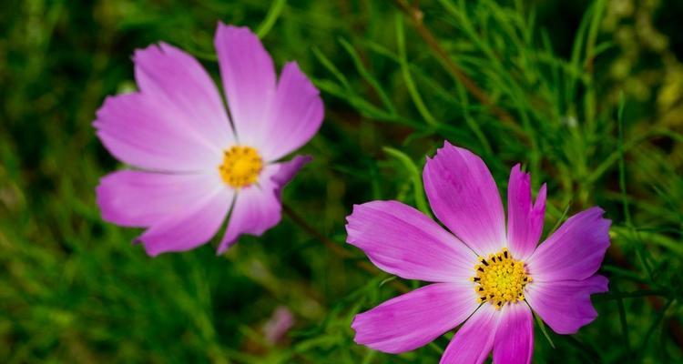 格桑花开花期是否四季连续（揭开格桑花神秘面纱）
