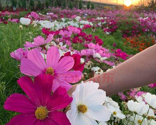 格桑花在室内养活是否可行（如何在家中种植格桑花）