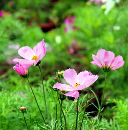 格桑花的开花时间及特点（一年开几次花）