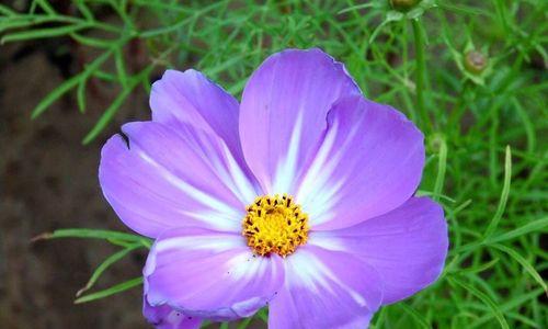 格桑花——高原上的明珠（草原上的金色之花）