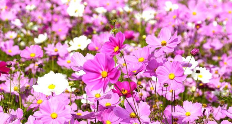 格桑花——高原上的明珠（草原上的金色之花）