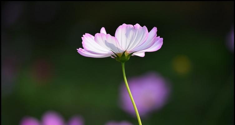 格桑花的养殖方法（打造美丽庭院的必备技能）
