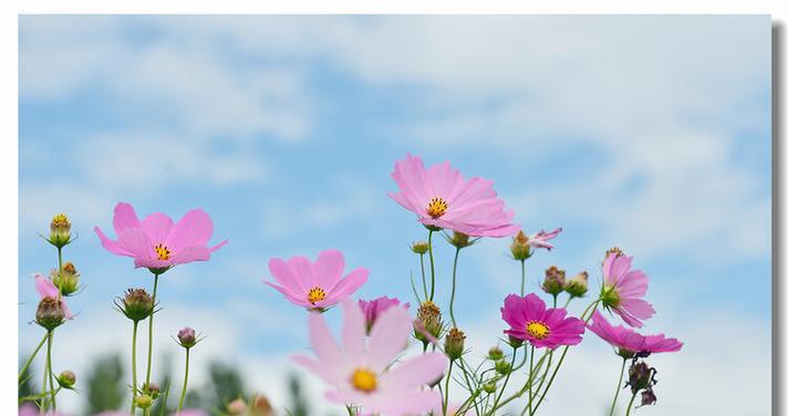 格桑花种植与生长指南（掌握种植时间和周期）